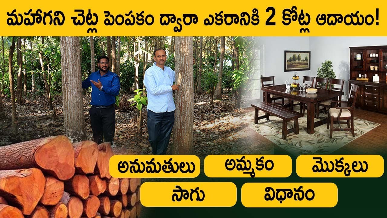 Mahogany Farming In Telugu - How To Start Mahogany Farming? Part 4 | Kowshik Maridi