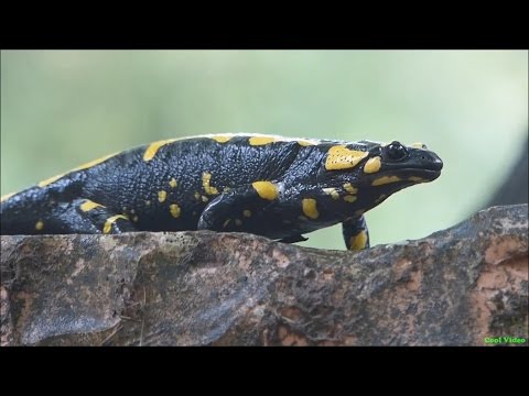 Огненная саламандра (Fire salamander)