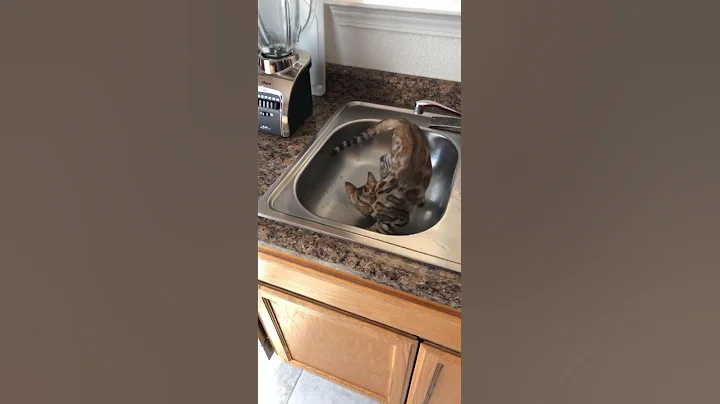 Video 11627431: bengalcat bengals cat kitten