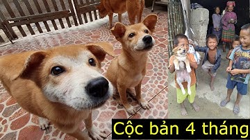 Chó mông cộc bản vàng cháy| Yên tâm 1 tháng nữa sẽ đẹp