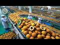 The Dried Fruit: What Makes This "Golden Longan from Cambodia" So Expensive