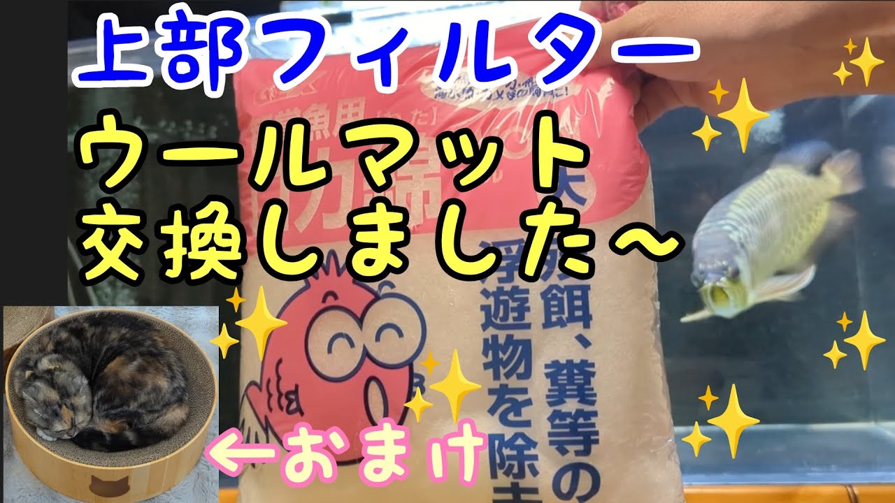 アロワナ水槽 の上部フィルターウールマット交換してみました〜 - YouTube