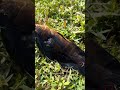 First successful peacock bass catch and hog hunt #shorts