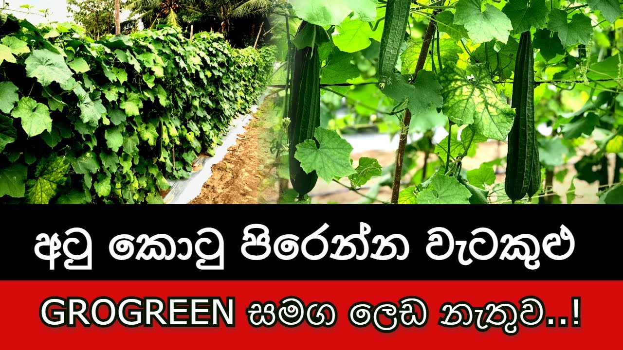 අටු කොටු පිරෙන්න වැටකුළු GROGREEN සමග ලෙඩ නැතුව..!
