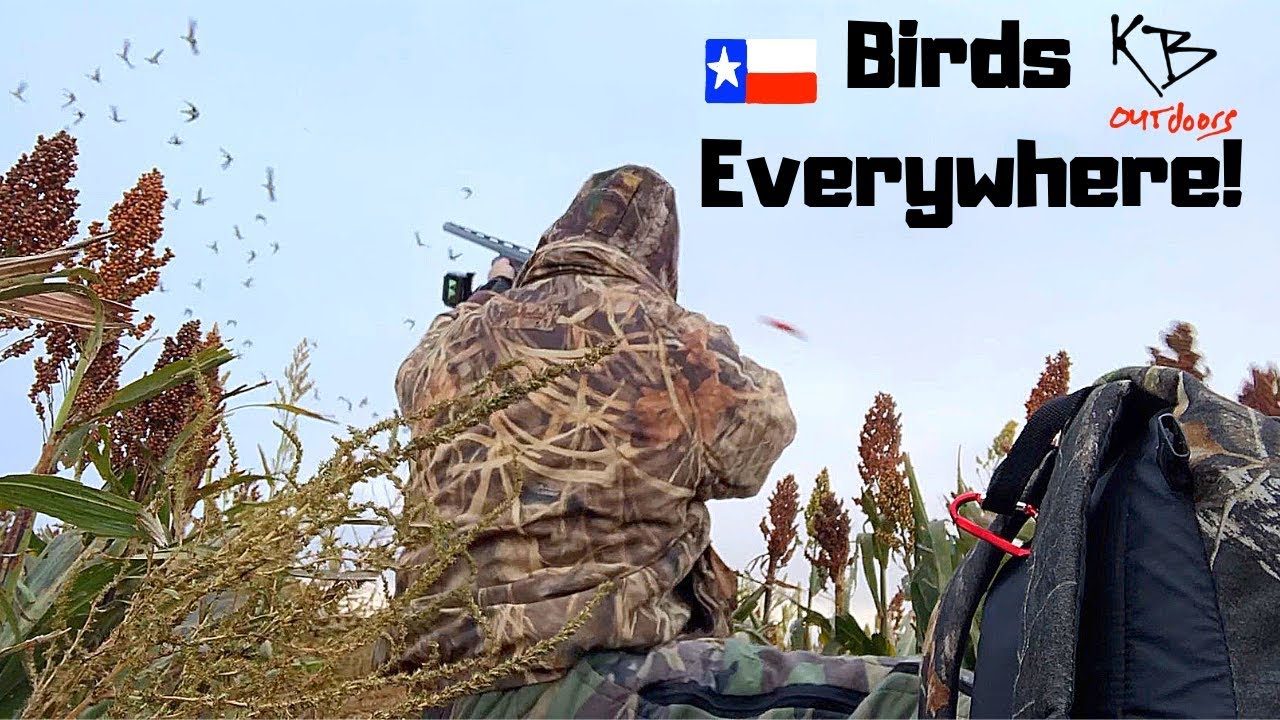 More Texas Sandhill Crane Hunting YouTube