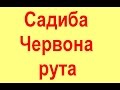 Cімейний відпочинок Солотвино в оздоровлення літній недорогий ціни