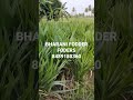 short napier #napier #agriculture #natural #naturalagriculture #today #farming