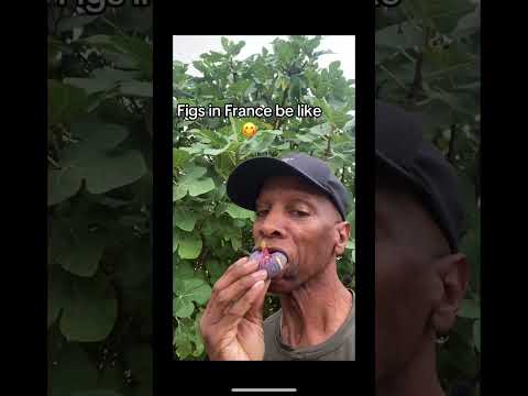 Figs In France Be Like