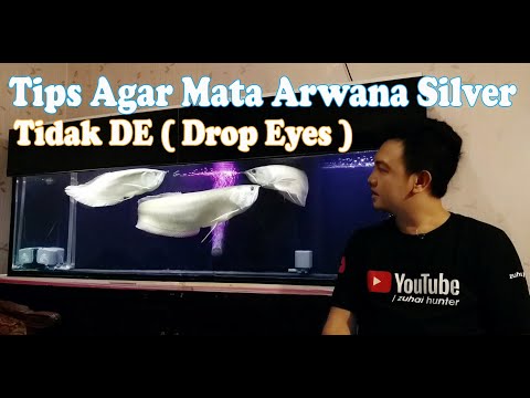 TIPS AGAR MATA ARWANA - AROWANA SILVER TIDAK DE ( DROP EYE )