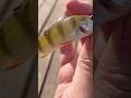 MEGA BAARS #fishing