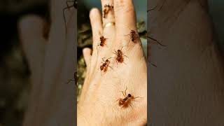 Uhodneš, Co Je To Za Druh Mravence?