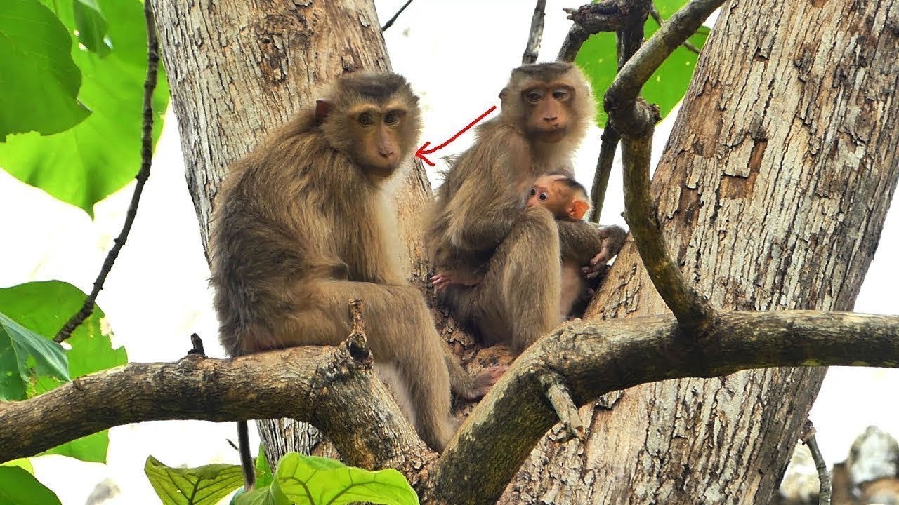 Almost unbelievable…! Lura and Susan monkeys look like they’re enjoying playtime together