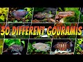 30 Rare Common Gouramis Top Aquarium Gourami Types