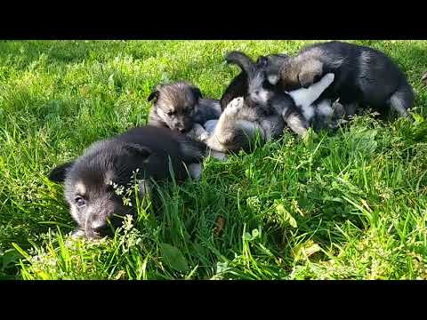 Video: Kaip Maitinti Haskio šuniuką