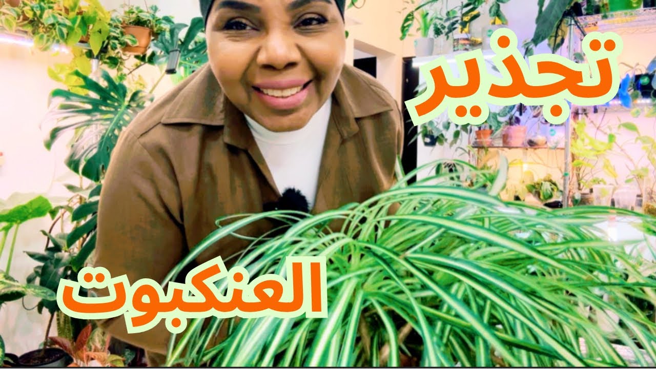 أفضل طريقة للعناية والاكثار من نبات العنكبوت | بالتفصيل