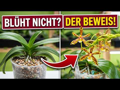Fast aufgegeben: Warum diese Orchidee plötzlich 10+ Blüten treibt