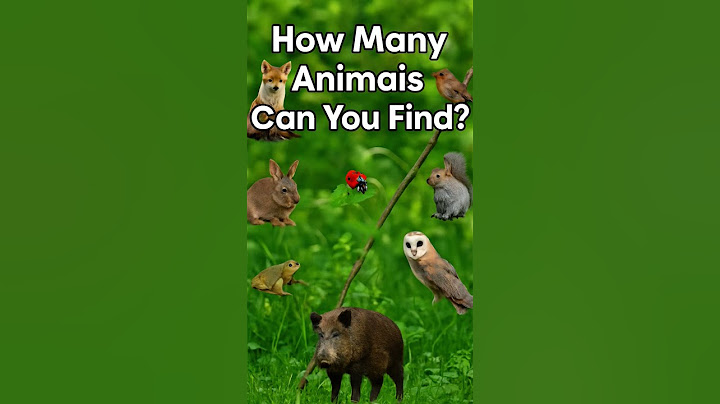 How Many Animals Can You Find? | Fun Animal Challenge for Kids 🐾 | Short Video