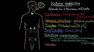 Resumen sobre las hormonas de las glándulas endocrinas | Fisiología del sistema endócrino