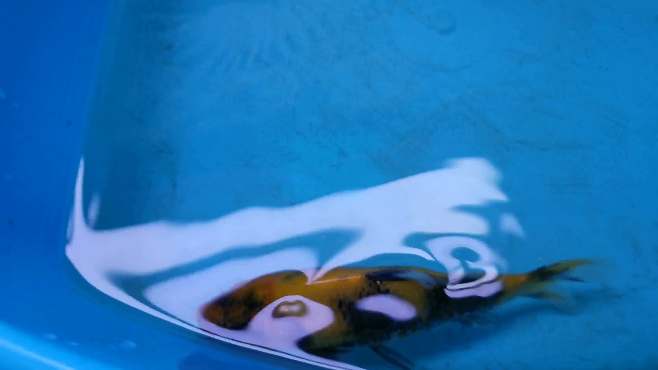 A SHOWA For Katrina Hodgson 