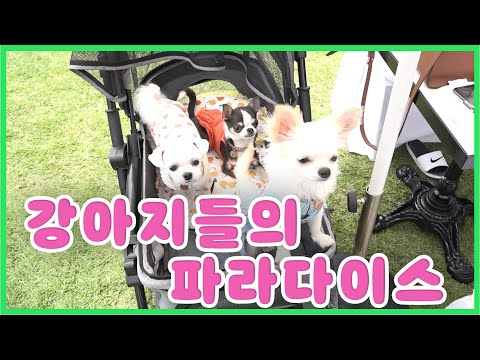 반려견과 함께 하는 부산 파라다이스 호텔 뷔페!!