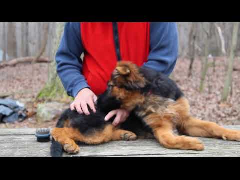 Video: Remedio casero para curar una infección ocular en un perro