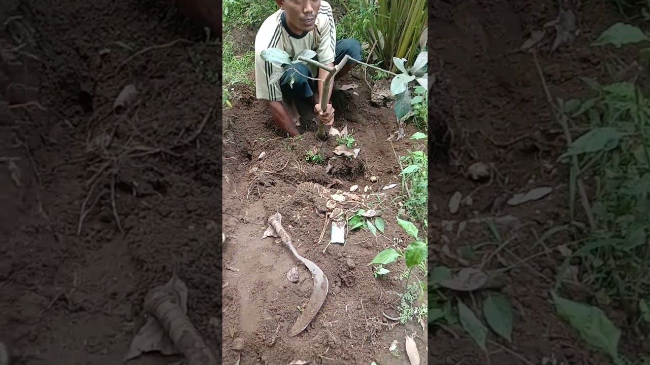 pindah Tempat pohon alpukat 🥑