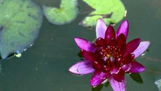 Download Lagu Sound of Fish Tank.wmv MP3