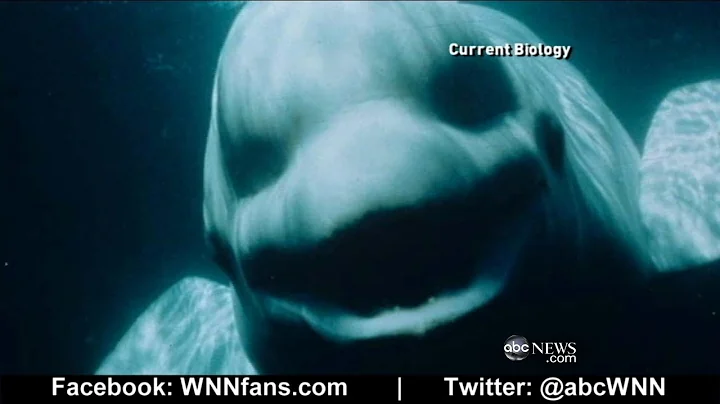 Beluga Whale Sounds Like a Human