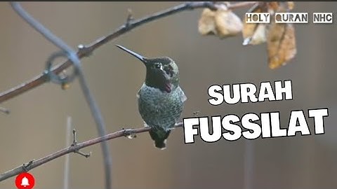 Surah Fussilat | سورة فصلت | Raad Mohammad Al-Kurdi
