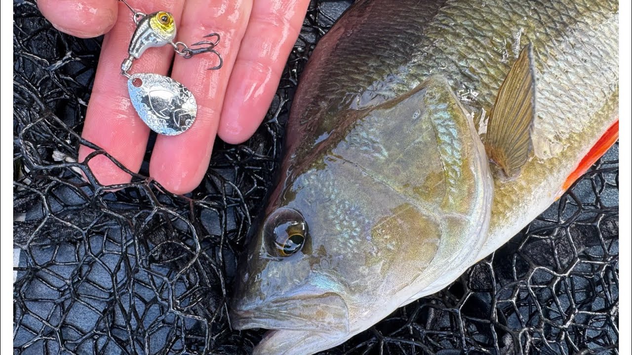How to catch Autumn perch in the UK