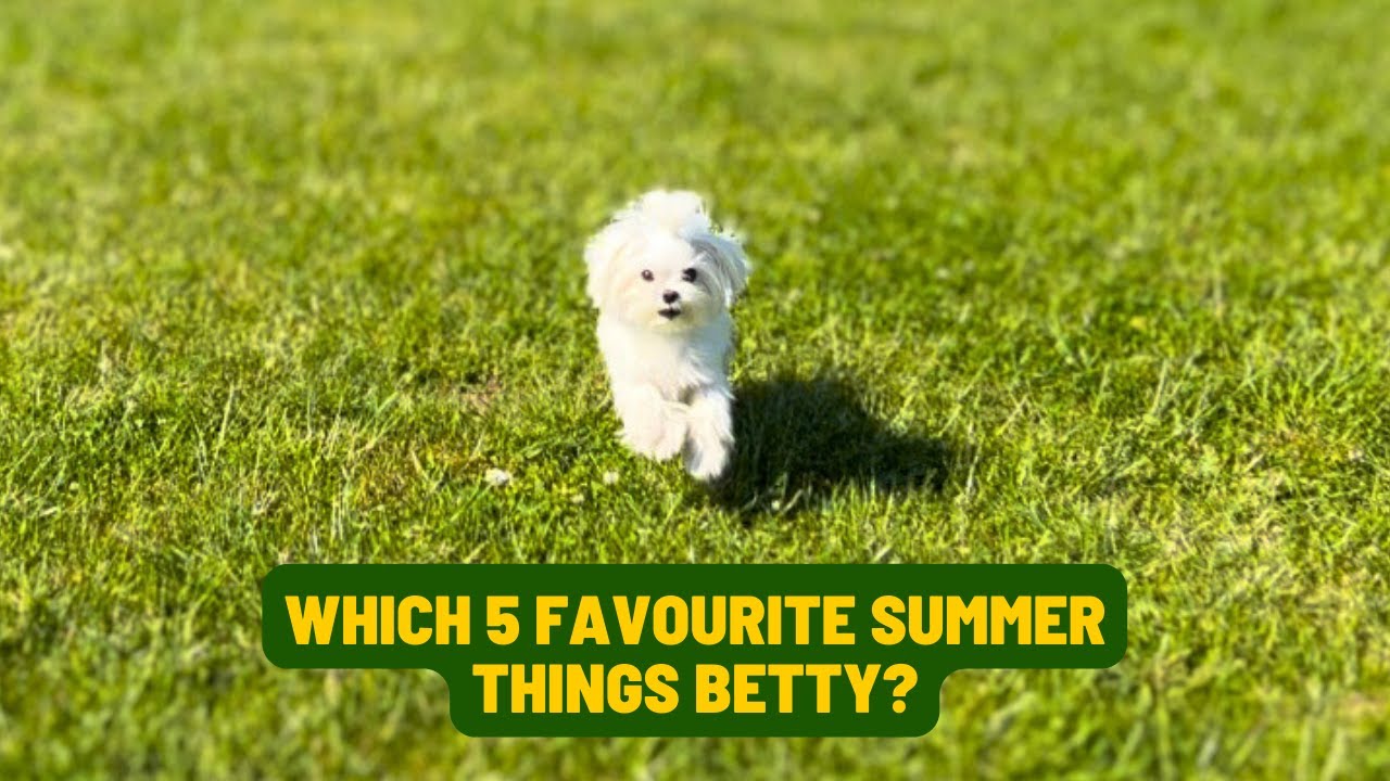 5 Favorite Summer Things Betty!| Maltese Dog - YouTube