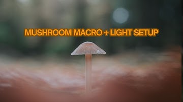Mushroom Macro Photography with Lights | Autumn Woodland POV Tips & Techniques 🍄