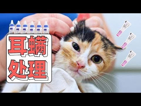 长得丑活得久！猫猫的耳螨到底要如何处理才能预防反复发作呢？