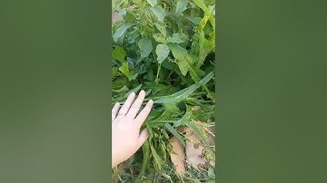 Mulch with your weeds using  "Chop &  Drop"