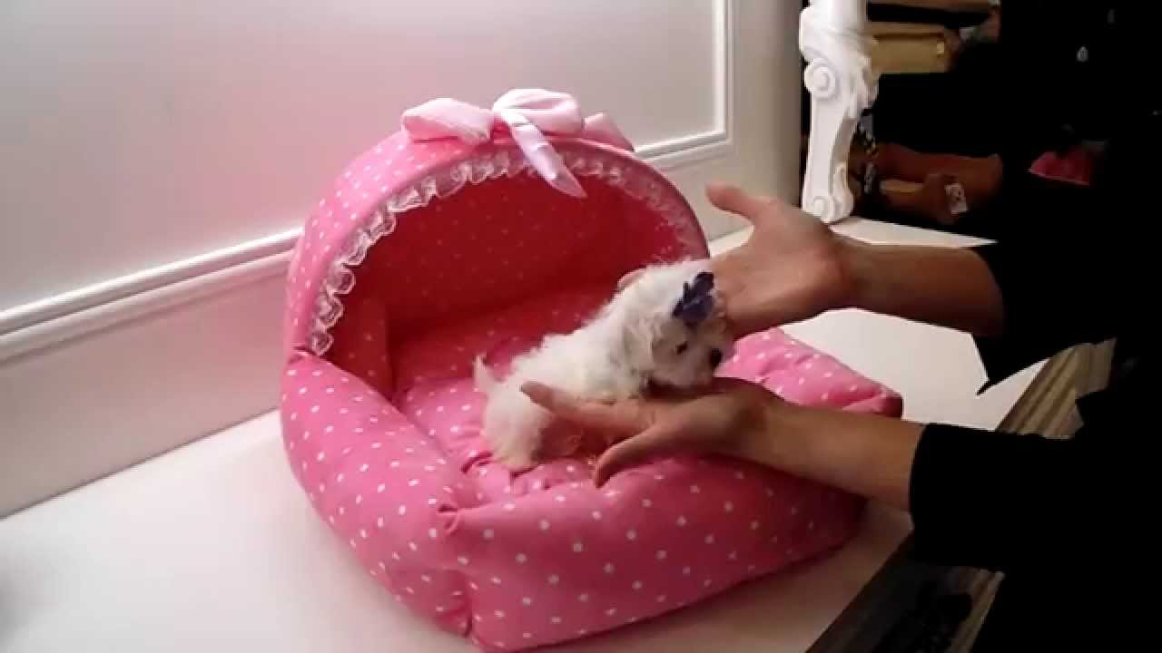 TEACUP PUPPIES IN MIAMI 2016 WE SHIP YouTube