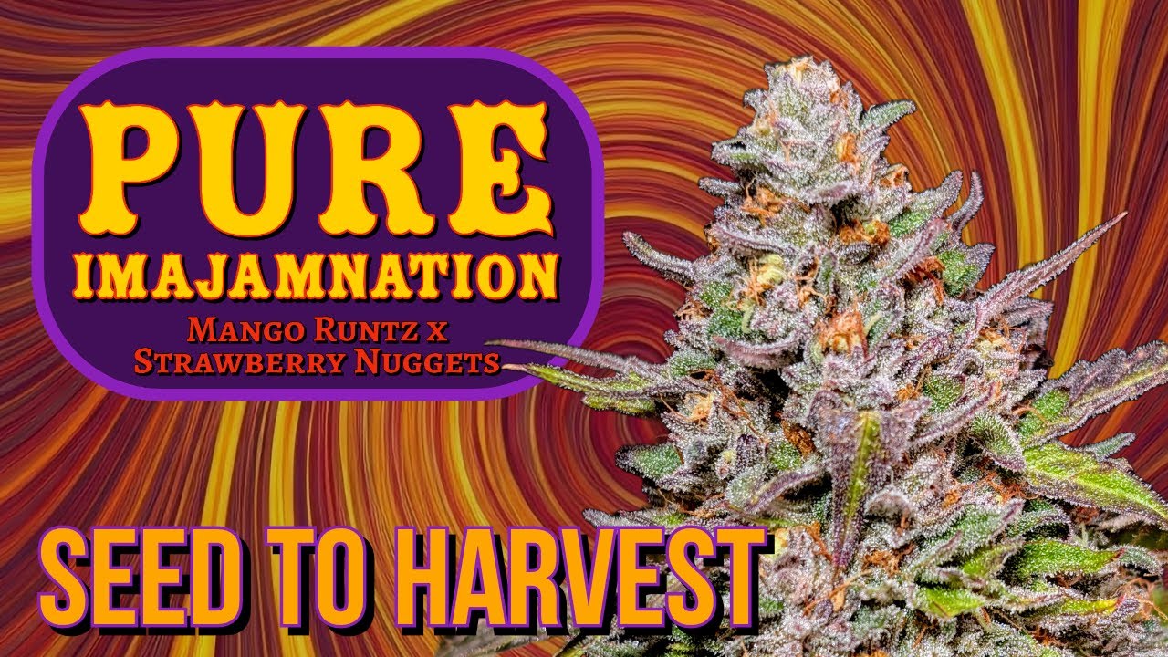 PURE IMAJAMNATION 🍓🥭 | THE LOST STRAIN! Mephisto Genetics SEED to HARVEST Autoflower Grow