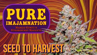 PURE IMAJAMNATION 🍓🥭 | THE LOST STRAIN! Mephisto Genetics SEED to HARVEST Autoflower Grow