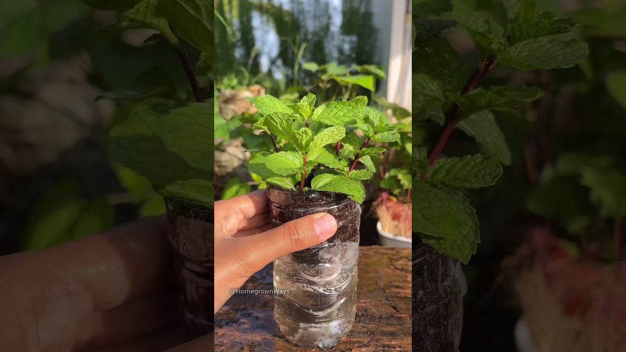 How to grow mint in a plastic bottle #garden #growathome #plant #mint (video lesson)