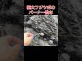 巨大フジツボのバーナー焼き。