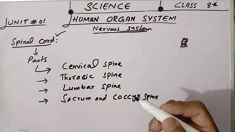 Spinal Cord-Grade 8 chapter 1 human organ system