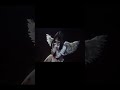 это один из моих самых лучших проектов как и будущий альбом....#music #viral #angel