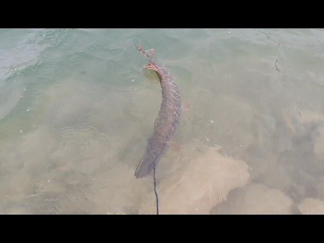 palombe.org - Brochet de 0 7m en lac