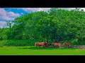 مزامير 23 مزامير 23