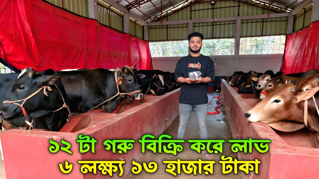 কুরবানির গরু আগাম বিক্রি করে কত টাকা লাভ করলাম বিস্তারিত জানুন ভিডিওতে।