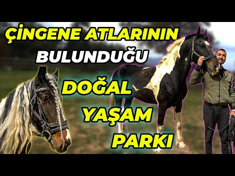 120 DÖNÜMLÜK DEVASA AT ÇİFTLİĞİ! (At Kapısını Açıp Ortalığı Karıştırdı!)