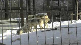 シンリンオオカミ父子関係