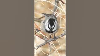 Mountain Chickadee Bird Song Video Short: Birds Sounds of North America