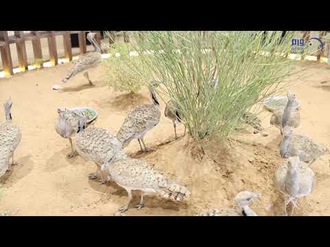 انطلاق معرض أبوظبي الدولي للصيد والفروسية 2019