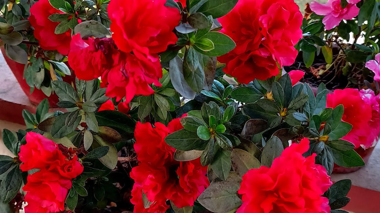 Rose plant care in summerhow to care rose plant YouTube