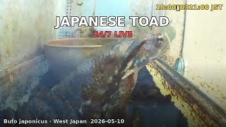 Japan Herp Live - Japanese Toad 2026-05-10 09:00〜21:00 JST [Day]